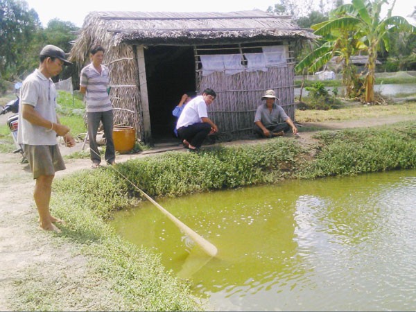 Giá tôm giảm, người nuôi tiếp tục gặp khó ảnh 1