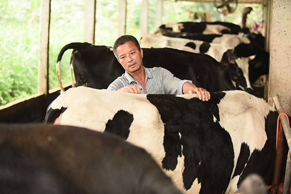 Sữa Cô gái Hà Lan vinh dự đón tiếp Thứ trưởng Hà Lan thăm dự án phát triển vùng chăn nuôi bò sữa bền vững Hà Nam ảnh 2