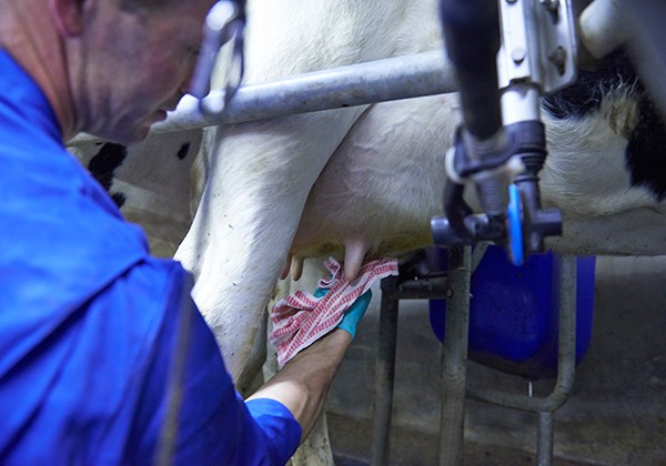 Nguồn sữa đầu vào chất lượng: Yếu tố tiên quyết làm nên chuẩn sữa tươi Cô Gái Hà Lan ảnh 3