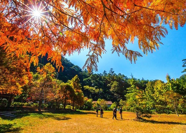 Đài Loan mùa thu, đi đâu thưởng ngoạn mùa lá đỏ? ảnh 1