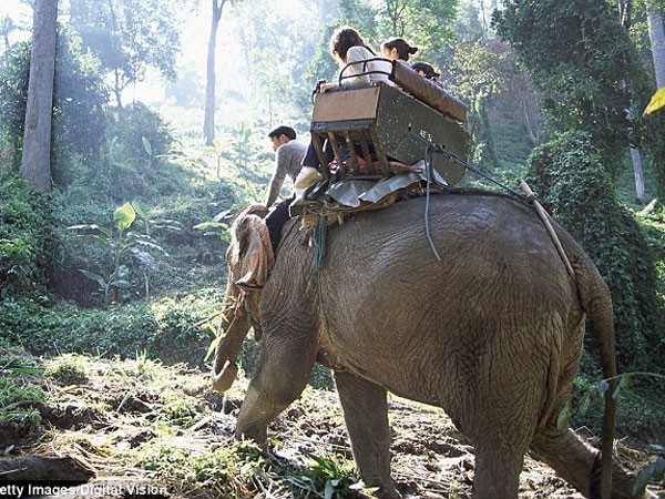 Du khách đến Thái Lan lo lắng sau vụ voi giẫm chết quản tượng ảnh 1