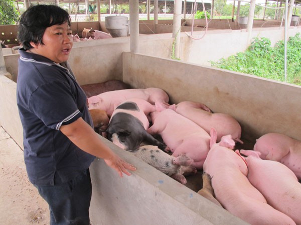 Trung Quốc dừng mua, giá lợn hơi lao dốc ảnh 1