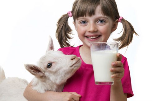 Vì sao sữa dê tốt hơn cả sữa bò? ảnh 1