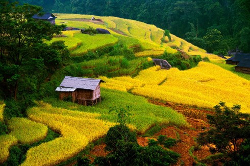 Những cung đường "săn ảnh" ruộng bậc thang mùa vàng ảnh 7