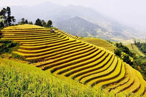 Những cung đường "săn ảnh" ruộng bậc thang mùa vàng ảnh 3