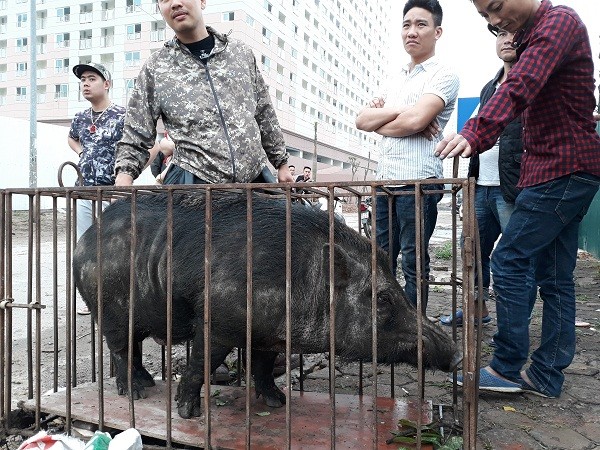 Chó săn và lợn rừng "tử chiến": Hành động đầy phản cảm, gây nguy hiểm không thể chấp nhận ảnh 2