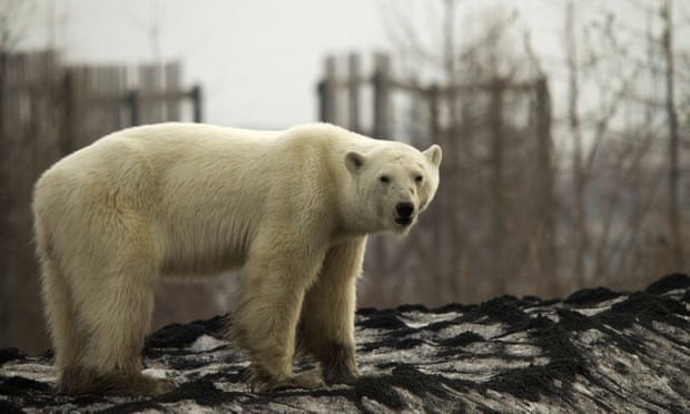 Cách xa nới trú ngụ hàng trăm dặm, gấu Bắc cực bất ngờ xuất hiện ở Norilsk, Nga ảnh 2