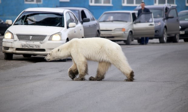 Cách xa nới trú ngụ hàng trăm dặm, gấu Bắc cực bất ngờ xuất hiện ở Norilsk, Nga ảnh 1