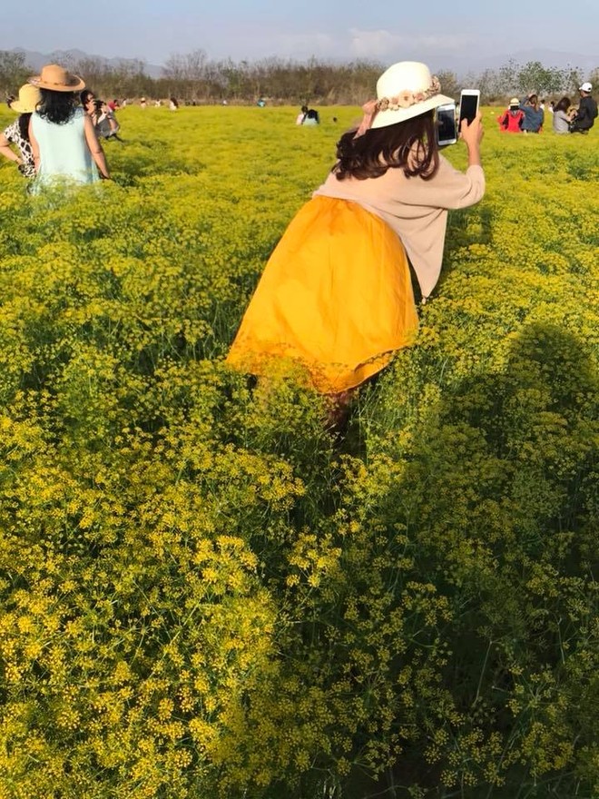 Chủ cánh đồng hoa thì là "hot" nhất Ninh Thuận: Mong du khách không giẫm đạp lên hoa ảnh 4