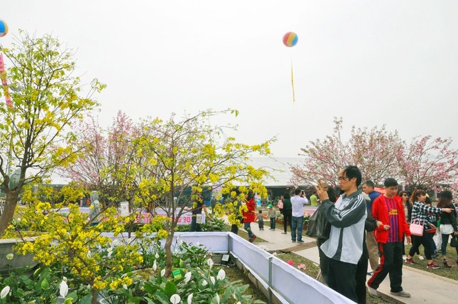 Không thu phí khách tham quan lễ hội hoa anh đào – mai vàng Yên Tử 2018 ảnh 2
