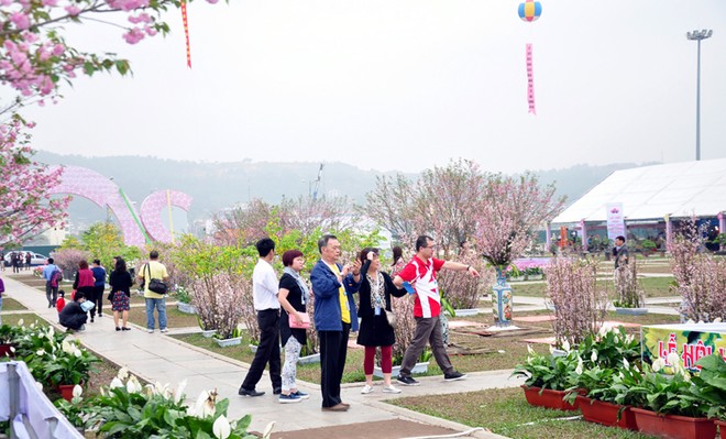 Không thu phí khách tham quan lễ hội hoa anh đào – mai vàng Yên Tử 2018 ảnh 1