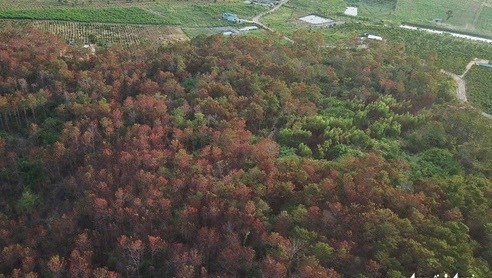 Khởi tố vụ đầu độc 3.500 cây thông rừng hơn 20 năm tuổi ảnh 1