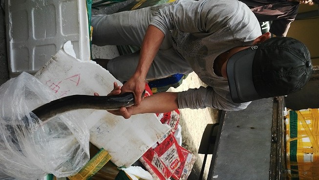 Gần 4 tấn cá chình, ba ba, sụn chân gà Trung Quốc vận chuyển về Hà Nội tiêu thụ ảnh 3