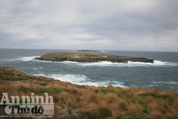 Bảy ngày vòng quanh Australia (4): Độc đáo đảo Kangaroo! ảnh 1