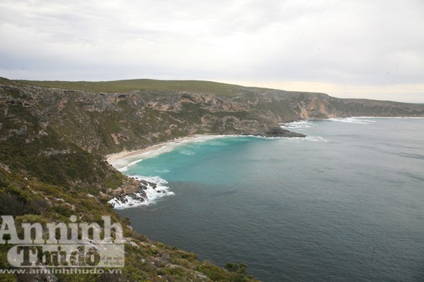 Bảy ngày vòng quanh Australia (4): Độc đáo đảo Kangaroo! ảnh 5