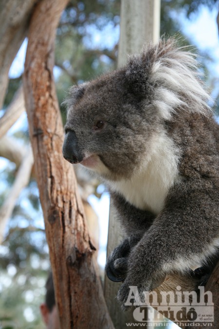 Bảy ngày vòng quanh Australia (4): Độc đáo đảo Kangaroo! ảnh 4