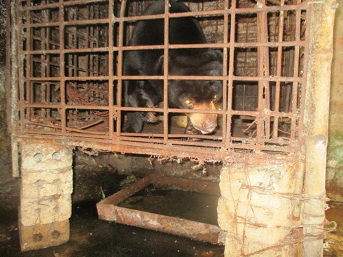 Cứu hộ thành công con gấu chó bị nuôi nhốt suốt 7 năm ảnh 1