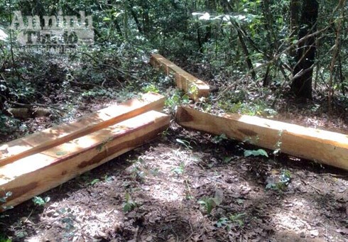 Bắt nhóm đối tượng khai thác gỗ rừng trái phép trong khu bảo tồn ảnh 3