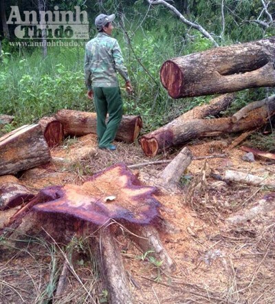 Bắt nhóm đối tượng khai thác gỗ rừng trái phép trong khu bảo tồn ảnh 1