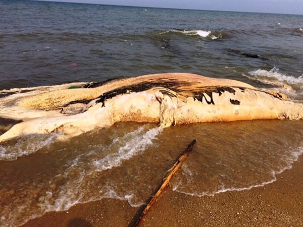 Xác cá voi khủng gần 5 tấn dạt vào bờ biển Quảng Bình ảnh 1