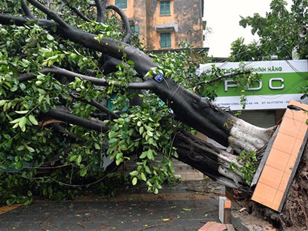 Gió lớn đã giật đổ nhiều cây cối trên địa bàn Hà Nội