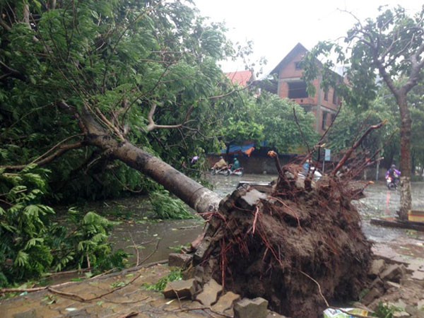 Hà Nội: 1 người chết, 5 người bị thương do mưa bão ảnh 1