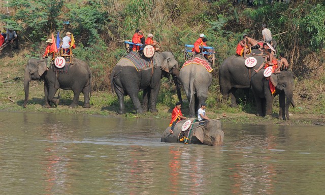 Hấp dẫn cuộc thi bơi dành cho voi trên dòng sông Sêrêpốc ảnh 1