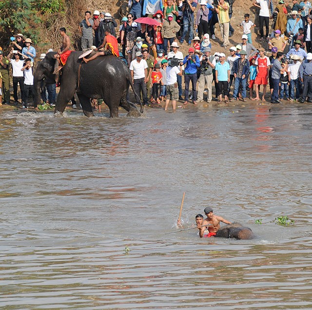 Hấp dẫn cuộc thi bơi dành cho voi trên dòng sông Sêrêpốc ảnh 6