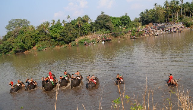 Hấp dẫn cuộc thi bơi dành cho voi trên dòng sông Sêrêpốc ảnh 2
