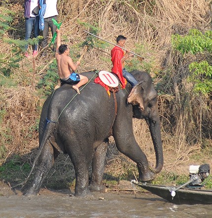 Hấp dẫn cuộc thi bơi dành cho voi trên dòng sông Sêrêpốc ảnh 8