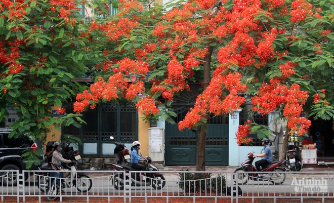 Sắc đỏ phượng hồng điểm tô nét quyến rũ cho phố phường Hà Nội ảnh 14