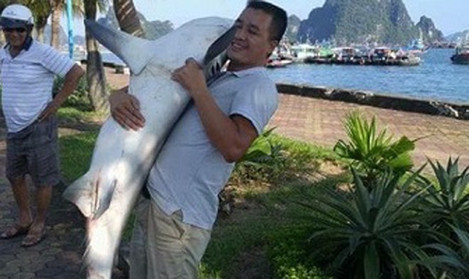 Đang xác minh cá mập dài 1,5m chết dạt vào bờ Vịnh Hạ Long ảnh 1