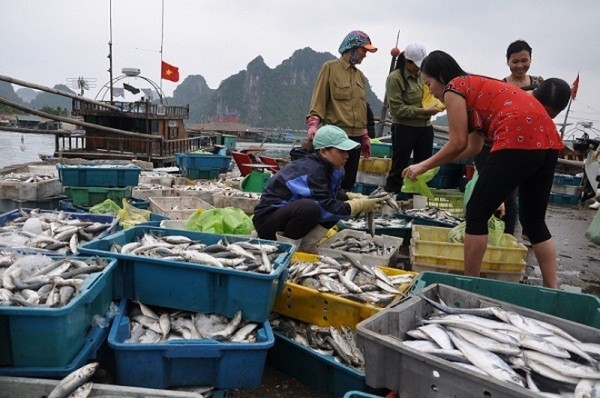 Bộ Y tế: Kết quả xét nghiệm các mẫu hải sản ở miền Trung đều an toàn ảnh 1