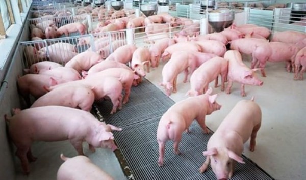 Năm 2020, Việt Nam tiếp tục nhập hàng chục nghìn tấn thịt lợn ảnh 1