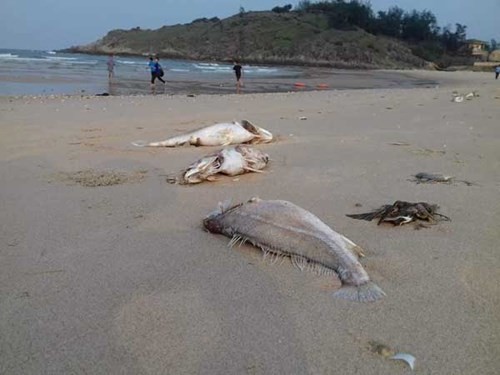 Cá chết bất thường dọc biển miền Trung do độc tố chưa xác định? ảnh 1