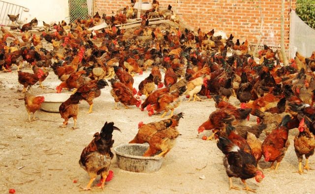 Bác thông tin "đề xuất Chính phủ nhập khẩu gà giống từ Trung Quốc" ảnh 1