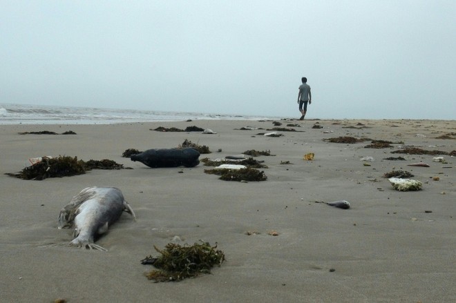 4.000 tấn hải sản tồn kho sau sự cố Formosa: Sẽ xử lý thế nào? ảnh 2