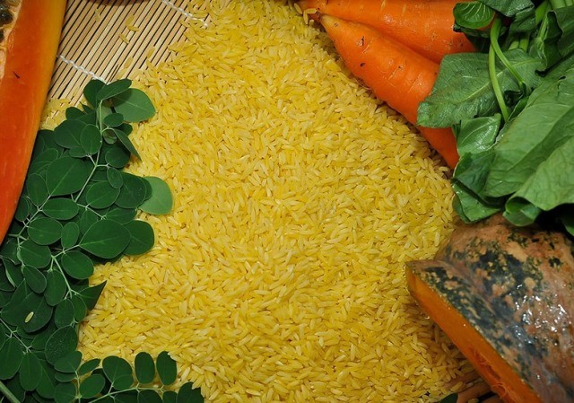 Úc và New Zealand chính thức dùng gạo Vàng biến đổi gen làm thực phẩm ảnh 1