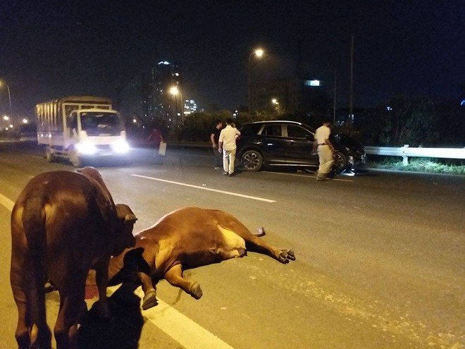 Hà Nội: Hoang mang vì bò "lạc" vào Đại lộ Thăng Long gây tai nạn ảnh 1