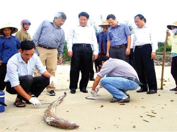 Bộ Tài nguyên và Môi trường cảnh báo: Hiện tượng cá chết hàng loạt ở miền Trung có thể tái diễn ảnh 1