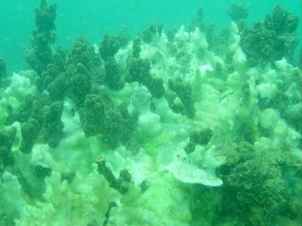 4 tháng sau sự cố môi trường do Formosa gây ra: Hệ sinh thái biển miền Trung đang phục hồi tích cực ảnh 3
