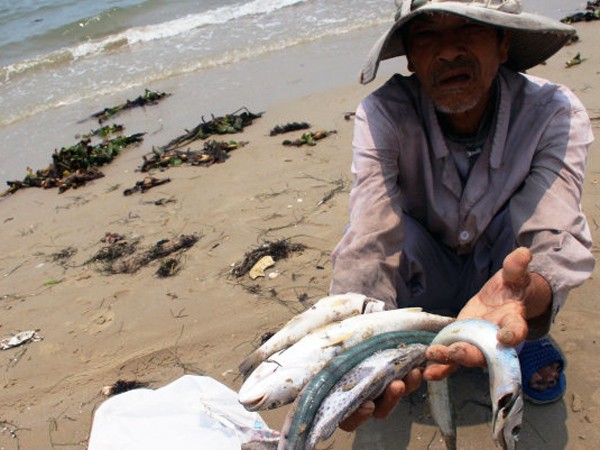 4 tháng sau sự cố môi trường do Formosa gây ra: Hệ sinh thái biển miền Trung đang phục hồi tích cực ảnh 1
