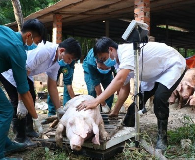 Cung cấp, kinh doanh thịt nhiễm dịch tả lợn châu Phi có thể phải ngồi tù tới 20 năm ảnh 1