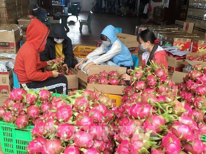 Nông sản Việt ùn ùn xuất khẩu sang châu Âu ảnh 2