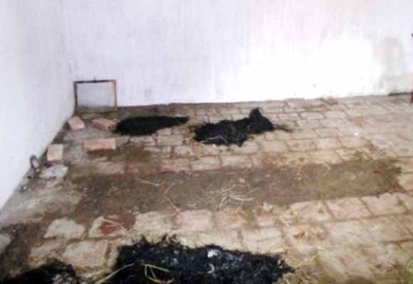 Em gái tự tay đào hố chôn cất anh trai giữa nhà ảnh 1