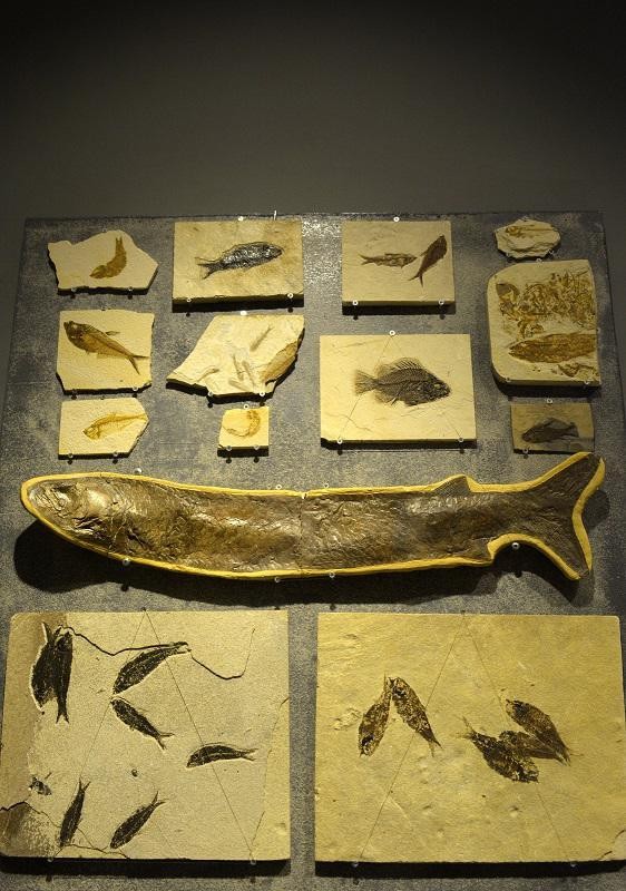 Lần đầu tiên, triển lãm các mẫu hóa thạch đặc biệt quý hiếm ở Việt Nam ảnh 1