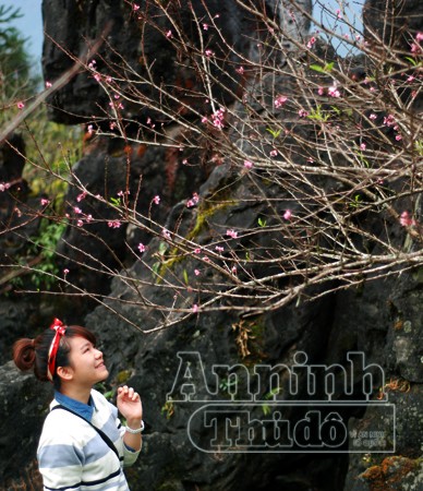 Sa Pa tràn ngập sắc hoa đào trong nắng thu ảnh 9