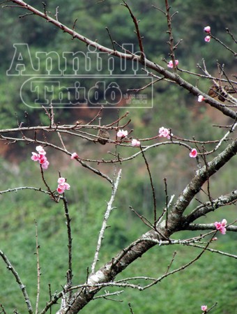 Sa Pa tràn ngập sắc hoa đào trong nắng thu ảnh 2