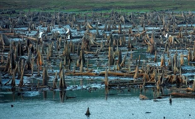 "Buổi sáng của đàn cò" đoạt giải Nhất cuộc thi ảnh về các vùng đất ngập nước của Việt Nam ảnh 3