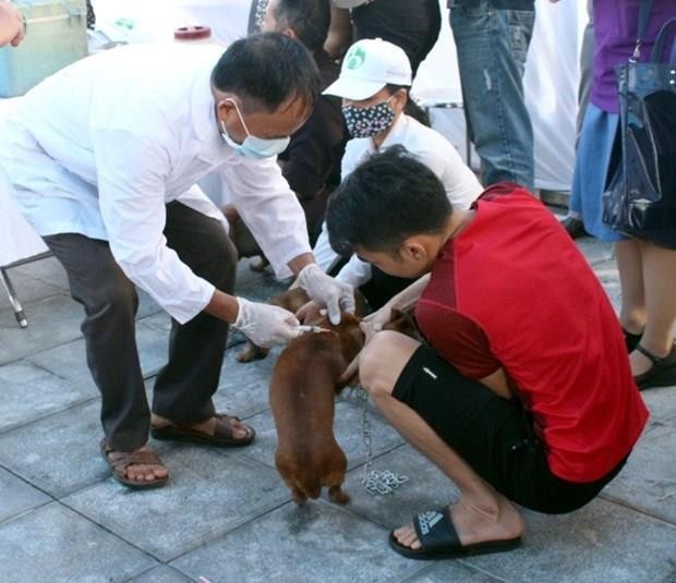 Tham gia giết mổ chó, một người ở Hà Nội tử vong do bệnh dại ảnh 1